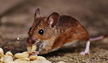 24 Hour & Emergency Exterminators in Sherwood, MD